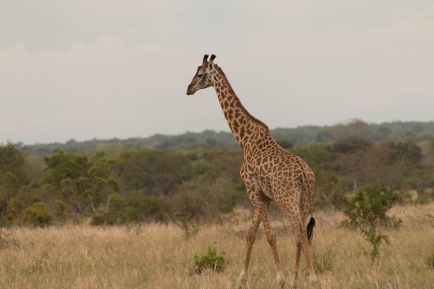 Giraffe standing on landscape against sky
