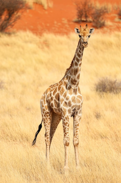 Giraffe stands in the Kalahari Desert Namibia