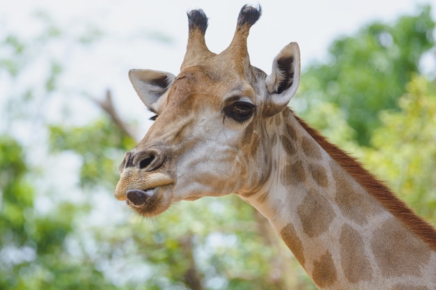 La giraffa ha tirato fuori la lingua e si diverte insieme a fare una faccia buffa allo zoo di khao din in thailandia.