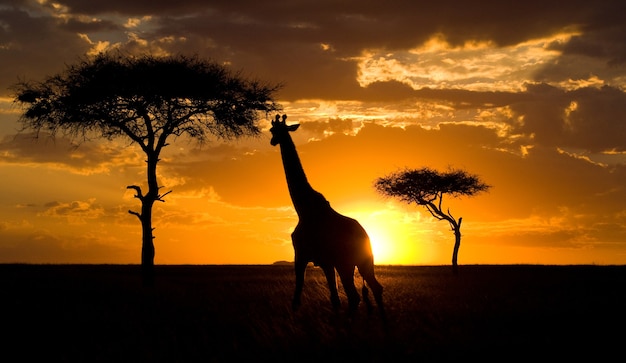 Giraffa al tramonto nella savana.