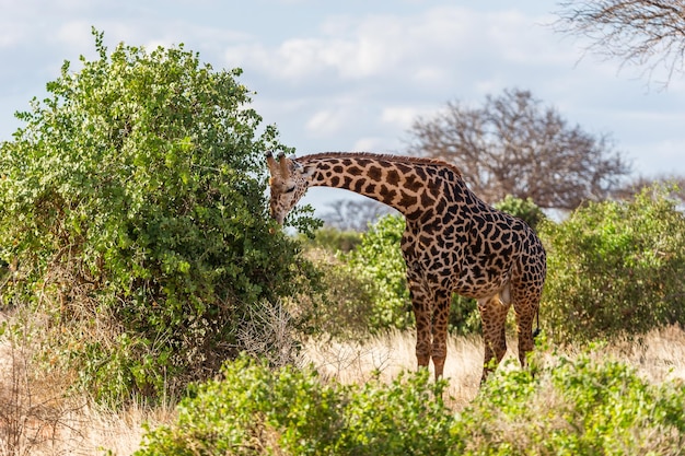 Giraffe tegen bomen en hemel