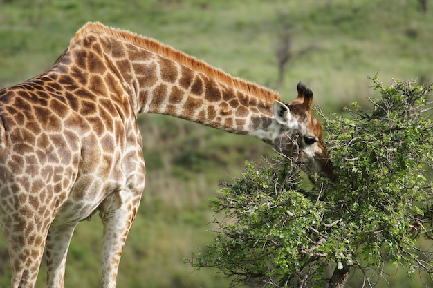 Giraffe tegen gras