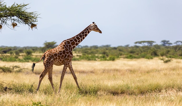 キリンは植物の間のサバンナを歩く