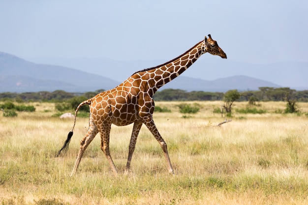 Giraffe walk through the savannah between the plants