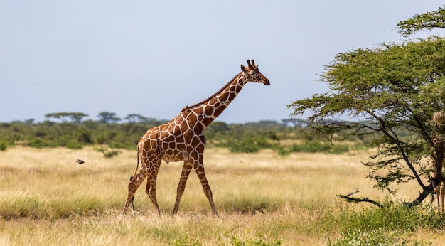 キリンは植物の間のサバンナを歩く