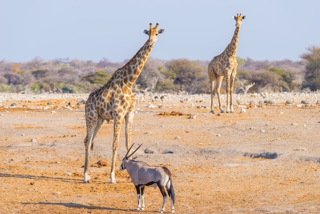 Giraffe walking in the bush on the desert pan. Wildlife Safari in the Etosha National Park.