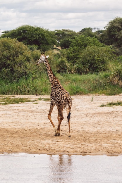 Photo giraffe walking on field