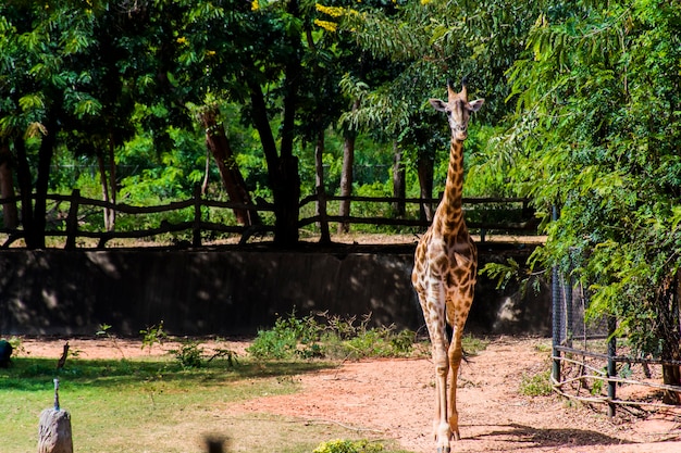 Giraffe walking on the ground