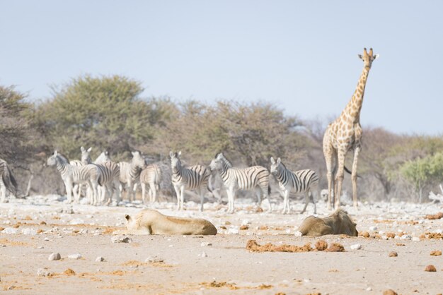 Giraffe walking near lions lying down on the ground. Wildlife safari in the Etosha National Park.