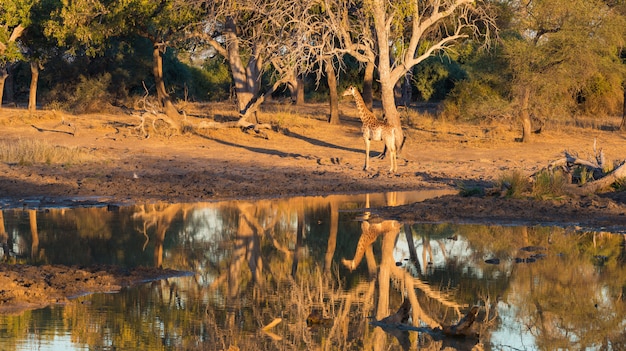 Giraffe walking towards waterhole at sunset. Wildlife Safari in the Mapungubwe National Park, South Africa. Scenic soft warm light.