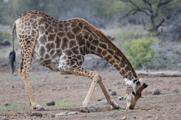 Giraffe in the wild east africa