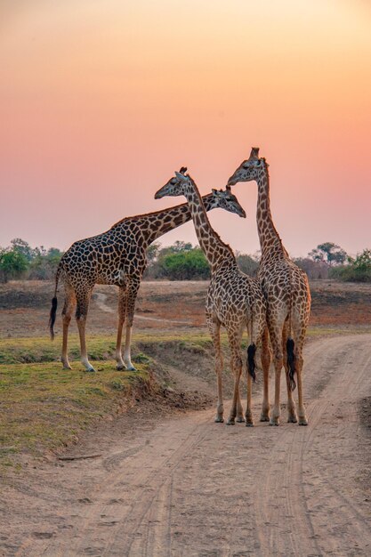 Giraffe in the wild east africa