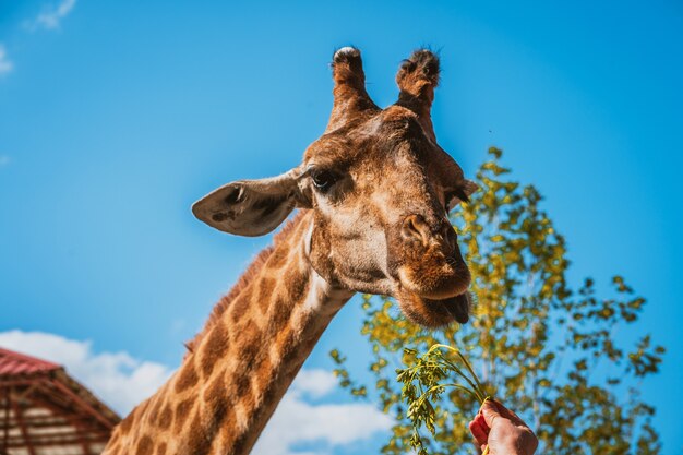 Giraffe with background is blue sky