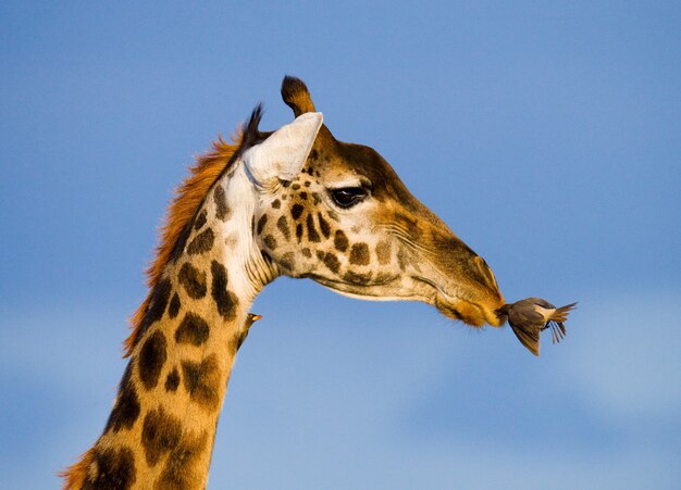 Giraffe with bird.