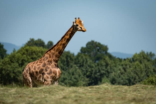 Foto giraffa con le gambe nascoste dietro una cresta erbosa