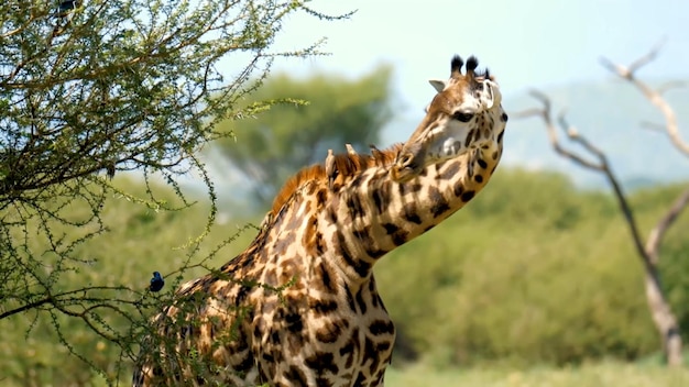 A giraffe with a long neck