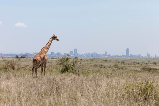 Giraffe with Nairobi in background