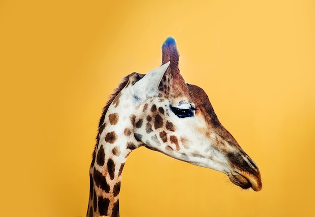 Giraffe on a yellow background