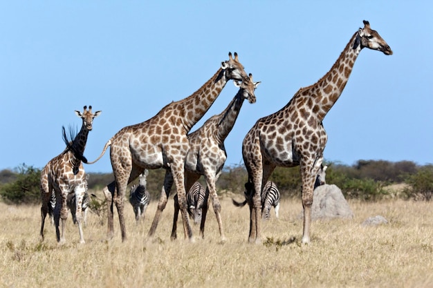 Giraffe and Zebra