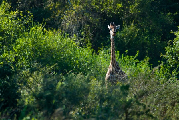 キリンとシマウマ クルーガー国立公園南アフリカ