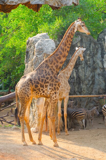 Foto giraffa nello zoo, thailandia