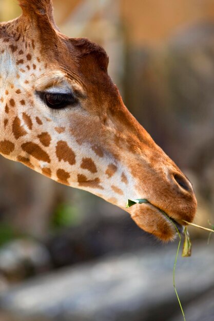 Photo giraffe in a zoo