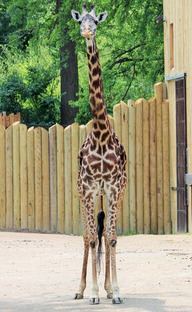 Photo giraffe in zoo