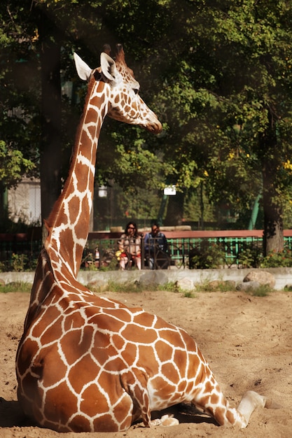 Giraffa in giardino zoologico