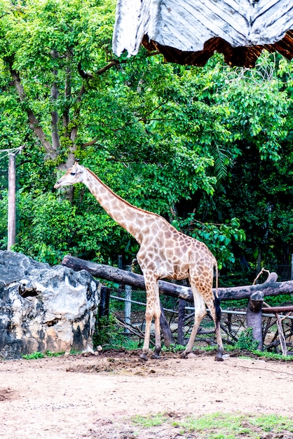 Foto giraffa nello zoo