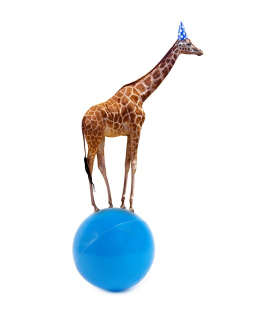 Foto giraffa