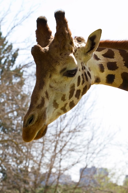 Giraffe