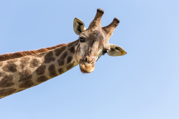 Photo giraffe