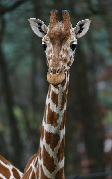 Giraffe