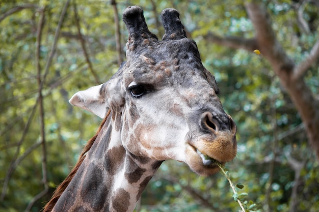 Giraffen die overdag bomen eten.