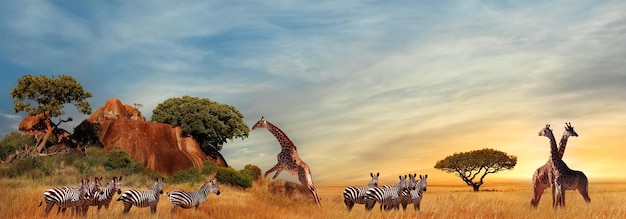 Giraffen en zebra's in de Afrikaanse savanne bij zonsondergang Serengeti National Park Tanzania Afrika Bannerformaat