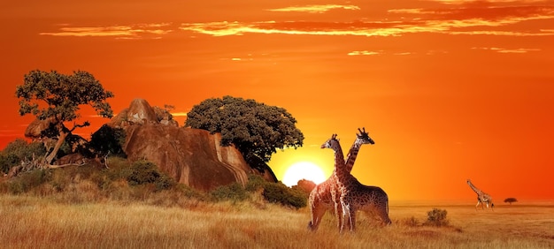 Giraffen in de Afrikaanse savanne bij zonsondergang Serengeti National Park Tanzania Afrika Bannerformaat