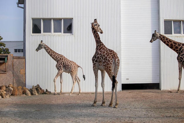 giraffen lopen rond de omheining een kleine omheining in de dierentuin voor een giraffe