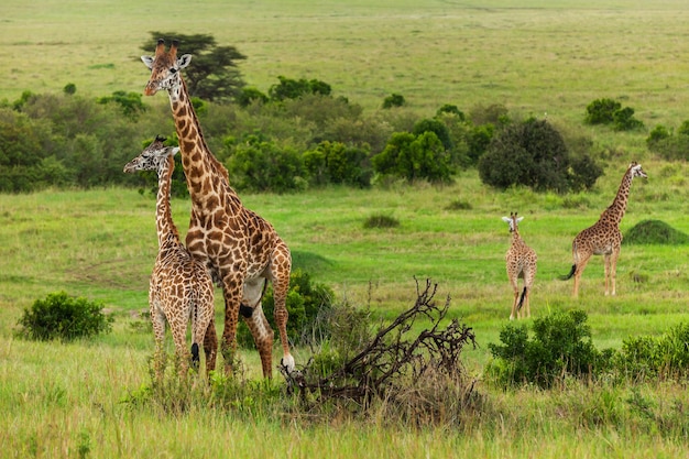 Giraffen maasai mara nationaal par