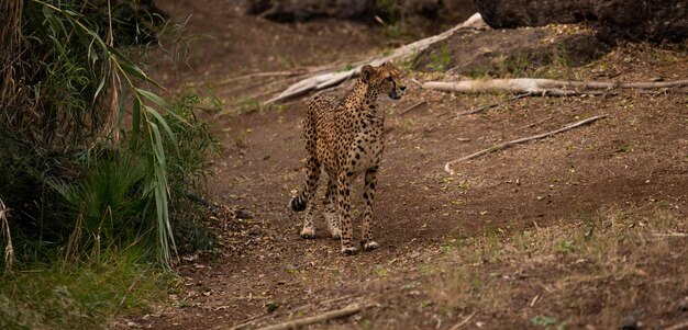 Giraffen op het veld