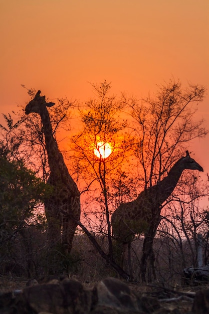 Giraffen staan op het land tegen de hemel tijdens de zonsondergang