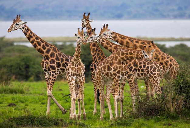 Giraffen staan tegen de achtergrond van de rivier de Nijl.