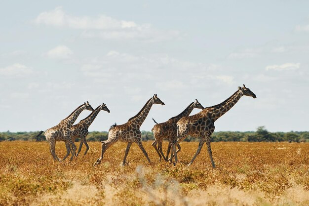 Giraffen zijn buiten in de natuur in Afrika