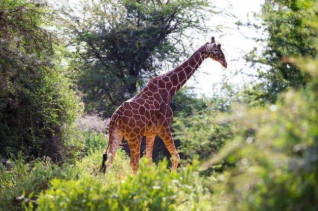 Giraffes between the acacia trees in the savannah of Kenya