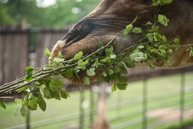 Жирафы едят пищу, которую кормят люди