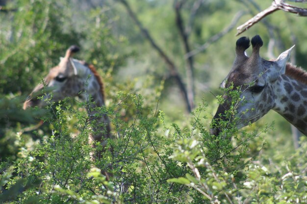 Foto giraffe che mangiano nei cespugli