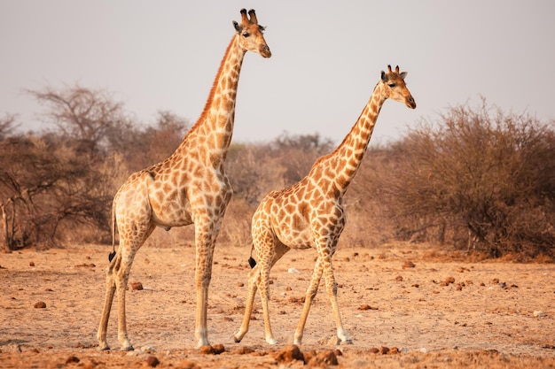 Giraffes in Etosha National Park Namibia