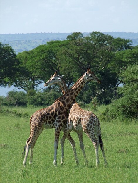 Giraffes at fight in Uganda