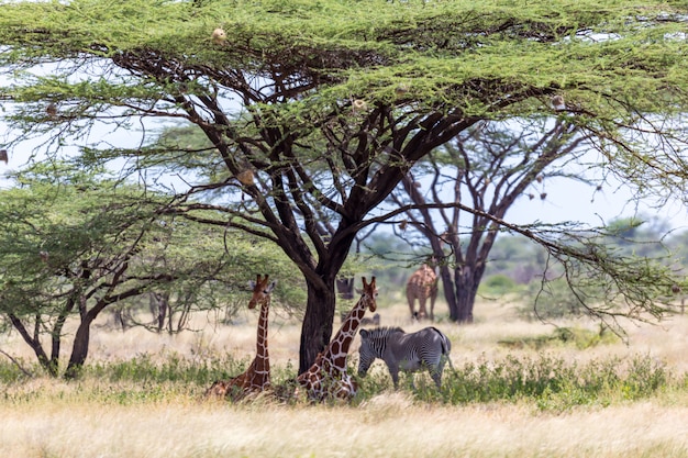 Giraffes and a gravy zebra under the crown of a shady tree