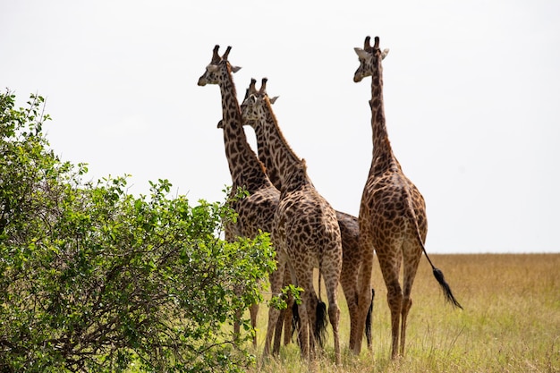 Gregge delle giraffe nel parco nazionale kenia di masai mara