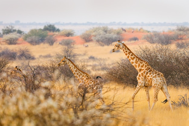 Giraffes in the Kalahari Desert Namibia